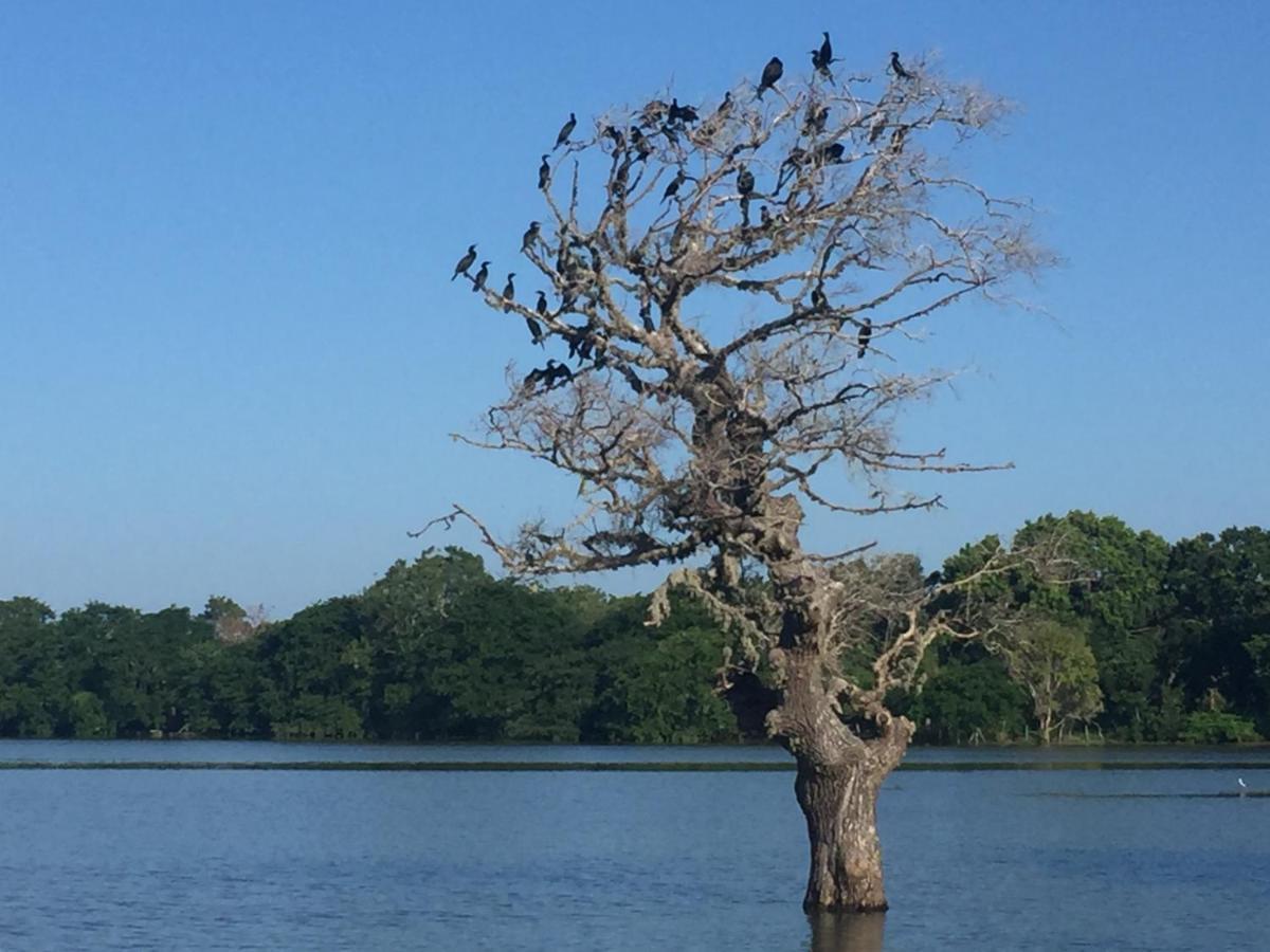 Saffron Lake Yala ทิซซามาฮารามา ภายนอก รูปภาพ
